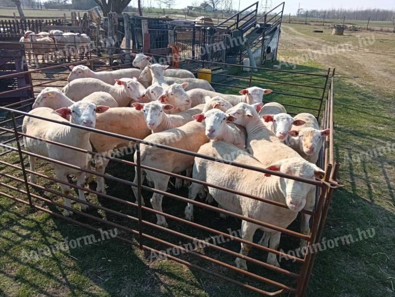 Ile de france tenyészkosok