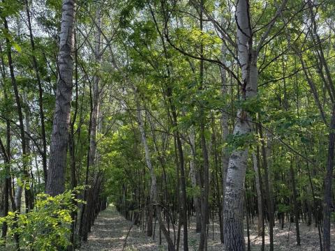 14 Hektáros terület legelővel és erdővel