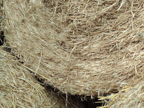 Szárazborsó szalma