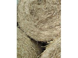 Szárazborsó szalma