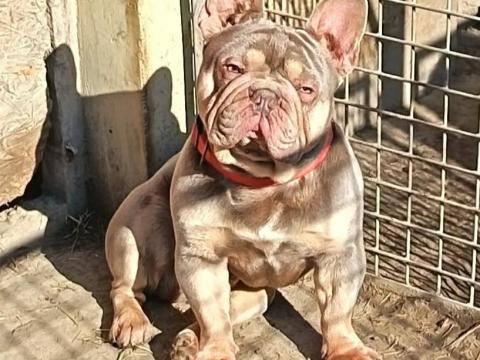 Francia bulldog kan fedeztetésre