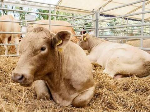 Állatgondozói állást keresek ottlakással