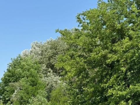 4,5 HA akác-nyár erdő Soltvadkerten