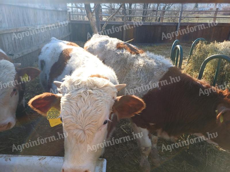 Húshasznú bikaborjak eladók