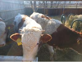 Húshasznú bikaborjak eladók