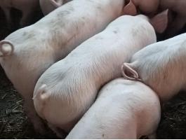 Minőségi malacok eladó