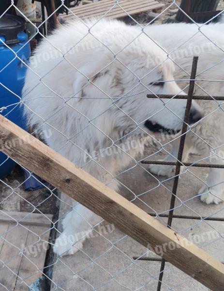 8196 Litér Táncsics Mihály u8