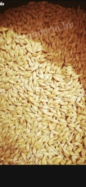 Tisztított árpa eladó Cegléden, szállítással