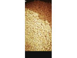 Tisztított árpa eladó Cegléden, szállítással