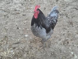 Australorp kakasok eladó v csere