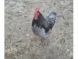 Australorp kakasok eladó v csere