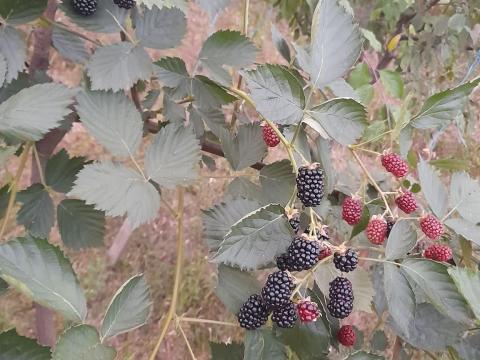 Mezőgazdasági ingatlant vennék/bérelnék