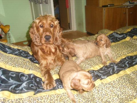 Angol cocker spániel 4 és 5 éves arany színű, 2 szuka és 1 kan kutya, oltva, chippel ellátva