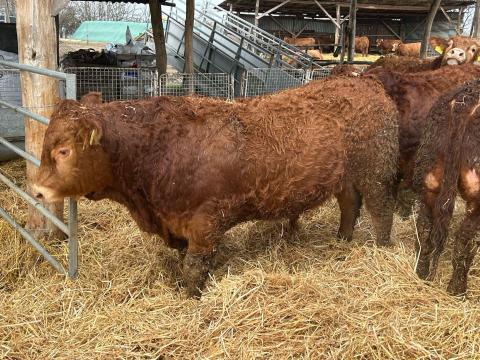 Tenyészbikák limousin
