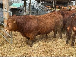 Tenyészbikák limousin