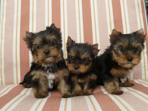 Yorkshire terrier kiskutya eladó