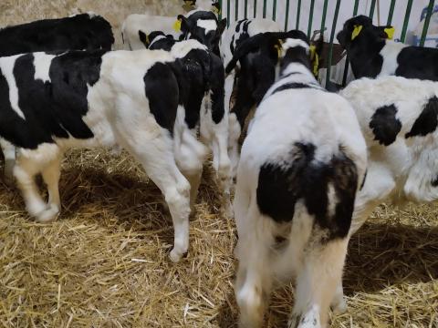 Eladó bika borjak rendezett papírokkal, 2-3 hetesek, 4 mentes állományból