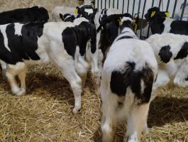 Eladó bika borjak rendezett papírokkal, 2-3 hetesek, 4 mentes állományból