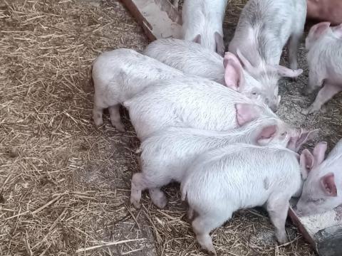 8 hetes kismalacok eladók