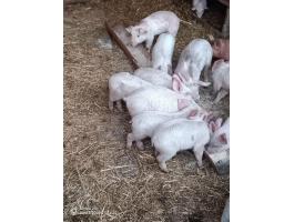 8 hetes kismalacok eladók