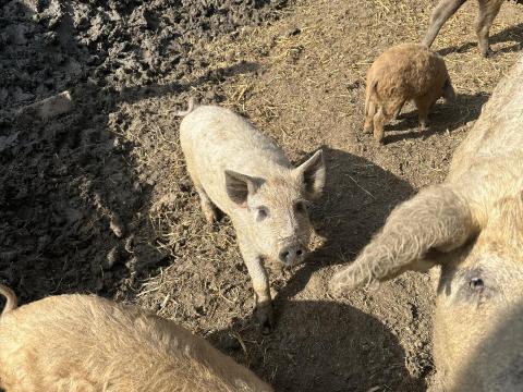 Fajtiszta mangalica malacok eladók