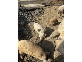 Fajtiszta mangalica malacok eladók