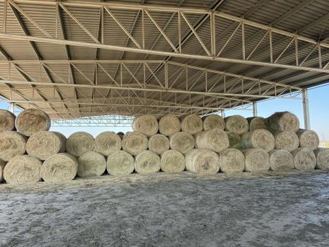 Lucerna eladó - prémium minőségű körbála