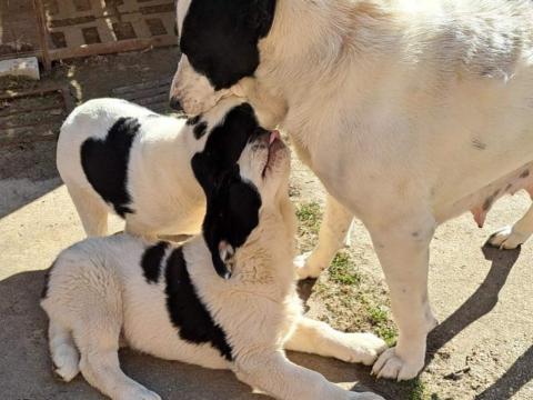 Közép-ázsiai juhászkutya kölykök gazdát keresnek