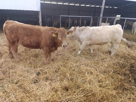 5 db növendék üsző eladó