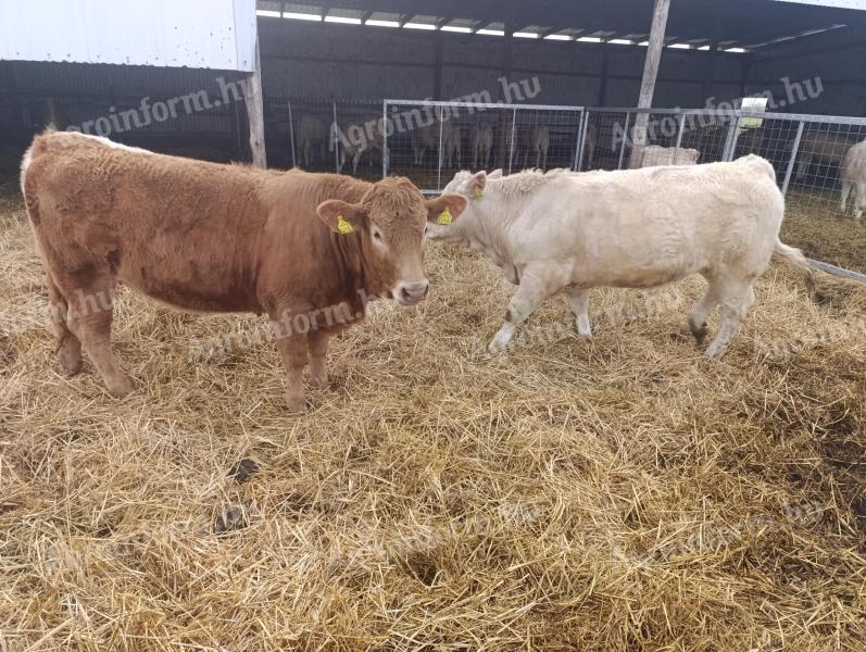 5 db növendék üsző eladó