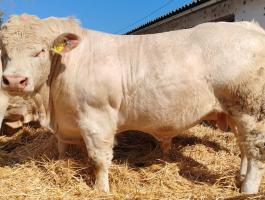 Frissen minősített tenyészbikák eladók