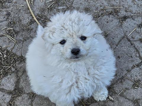 Gazdát keresnek fehér mudi kölykök