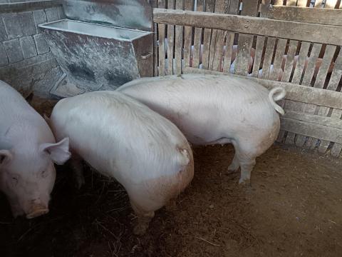 Húsjellegű hízók eladó