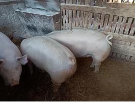 Húsjellegű hízók eladó