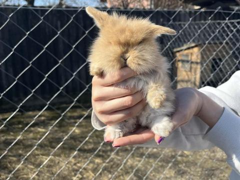 Eladó törpenyúl Eladó törpenyúl