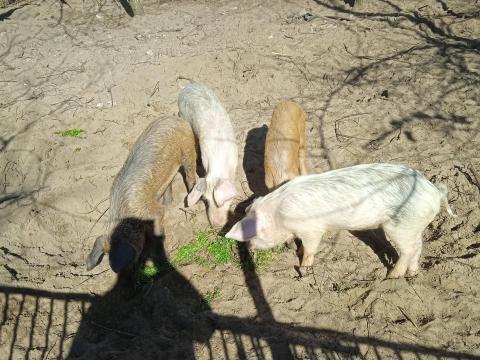 Durok* fehér SÜLDŐ Malacok eladóak Durok* fehér SÜLDŐ Malacok eladóak