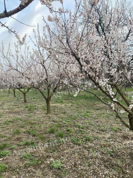 Eladó építési telek Dudaron, a Bakonyban