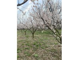 Eladó építési telek Dudaron, a Bakonyban