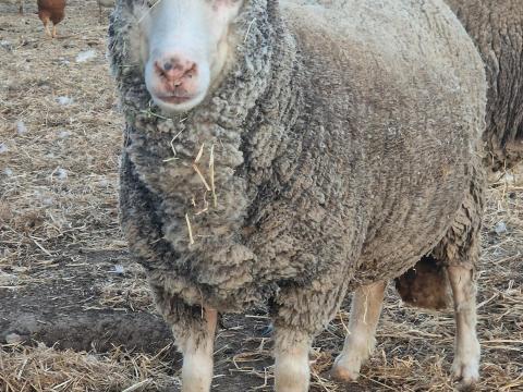 Eladó anyajuhok és kos továbbtartásra vagy vágásra Eladó anyajuhok és kos továbbtartásra vagy vágásra
