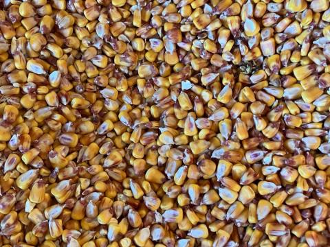 Kukorica (apró szemű) eladó