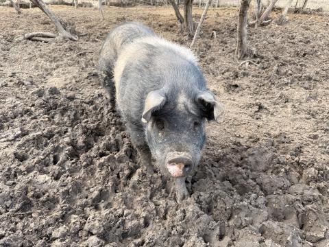 Báznai kan eladó Báznai kan eladó