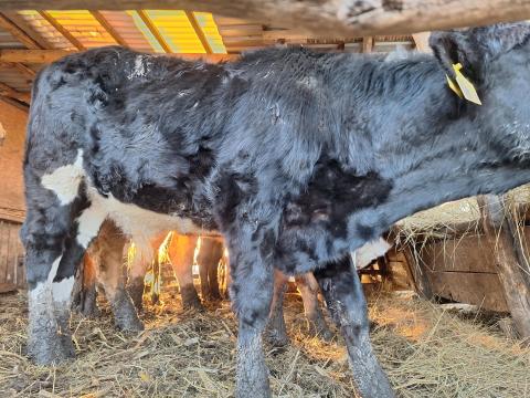 Holstein x Limusin bika