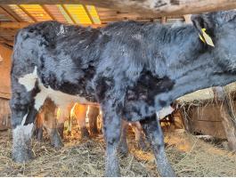 Holstein x Limusin bika