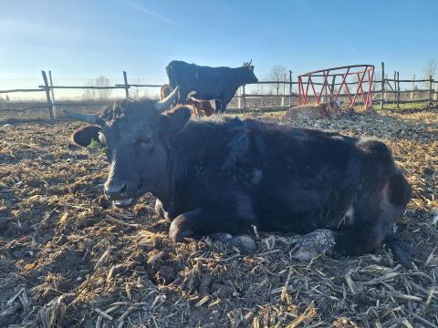 Eladó Limusin x üsző