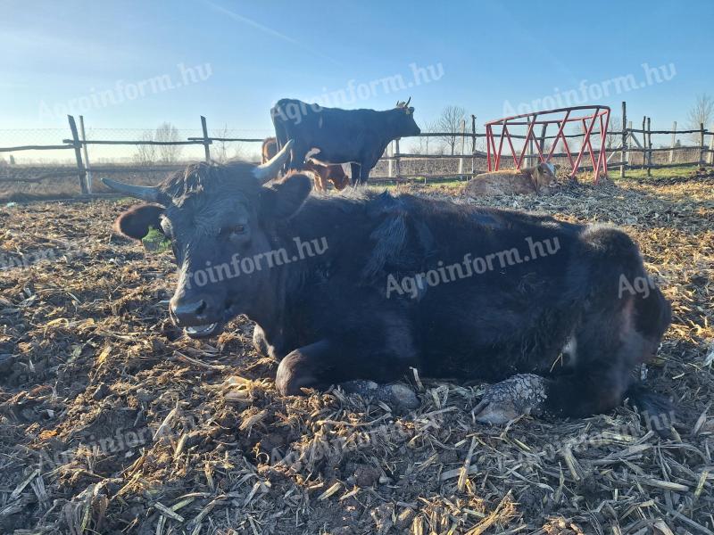 Eladó Limusin x üsző