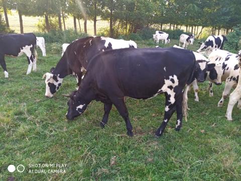 Állatgondozó állást keresek