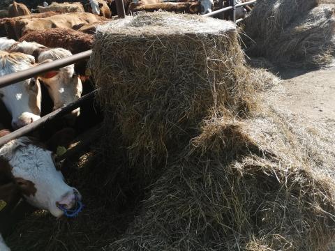 2025-ös zöldugar szenázs eladó