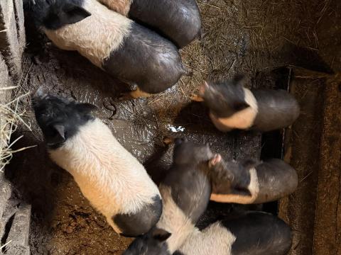 Berkshire Báznai malacok eladók Berkshire Báznai malacok eladók