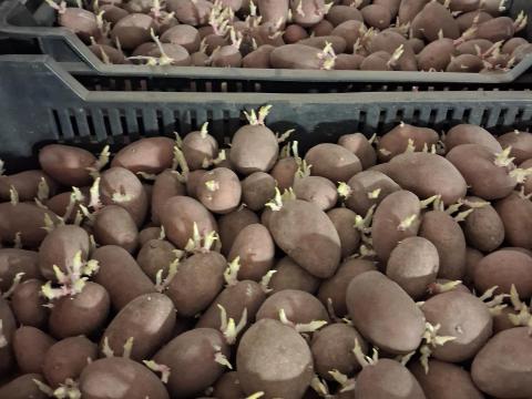 Vetőmèretű burgonya eladó Vetőmèretű burgonya eladó