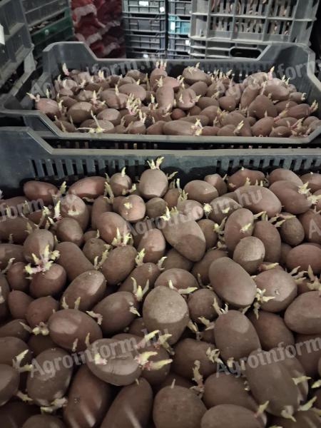 Vetőmèretű burgonya eladó